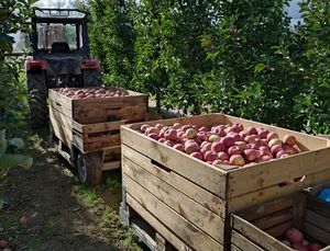 skrzynki pełne jabłek