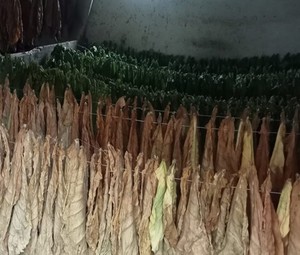 zabezpieczony nielegalny tytoń