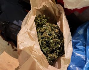 susz ziela konopi w papierowym worku