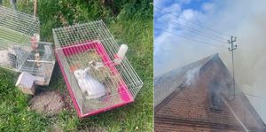 kolaż zdjęć, uratowane zwierzęta w klatkach, pożar domu