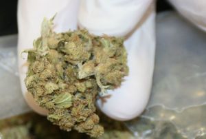 marihuana na ręku w rękawiczce