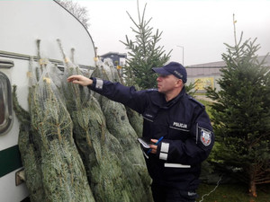 policjant sprawdza choinkę