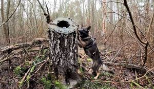 policyjny pies podczas szkolenia w lesie