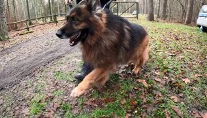 policyjny pies podczas szkolenia w lesie