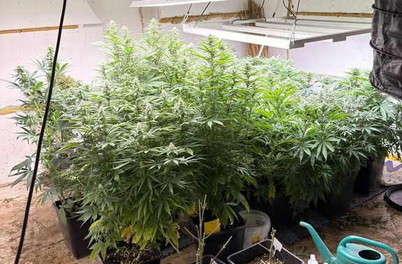 plantacja marihuany