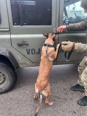 szkolenie kontrterrorystów i psów