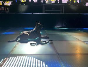 szkolenie kontrterrorystów i psów