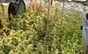 plantacja marihuany ujawniona przez policjantów