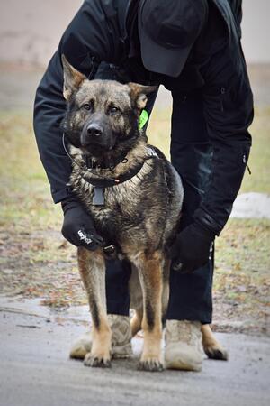policjant z psem służbowym