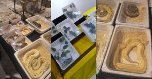 Chronione gatunki zwierząt zamknięte w plastikowych pojemnikach.