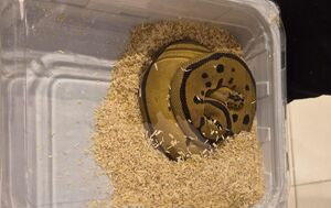 Pyton zamknięty w plastikowym pojemniku.