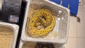 Pyton zamknięty w plastikowym pojemniku.