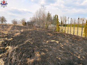 wypalona trawa na posesji