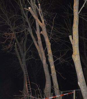 Pnie drzew i oparta na jednym z nich drabina