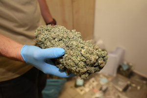 trzymana w ręku policjanta bryła suszu ziela konopi indyjskich