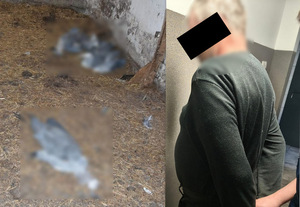 kolaż zdjęć. Truchła martwych ptaków, zatrzymany 59-latek.