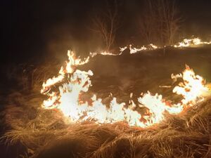 Paląca się sucha trawa