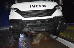 przód ciężarowego Iveco po zderzeniu z łosiem