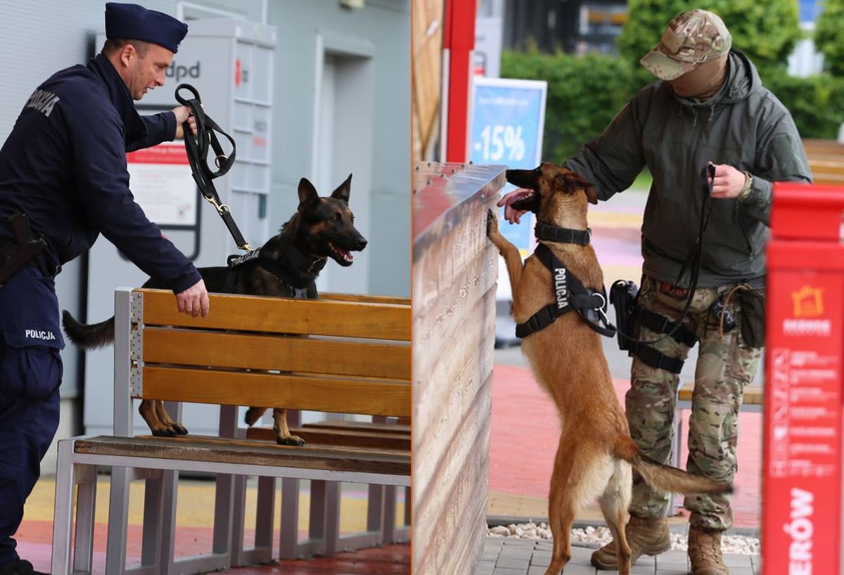 Tabi i Tajga pokazali swoje umiejętności podczas Dogs, Chill &amp; Fun. Zabawa na cztery łapy w Skende!”