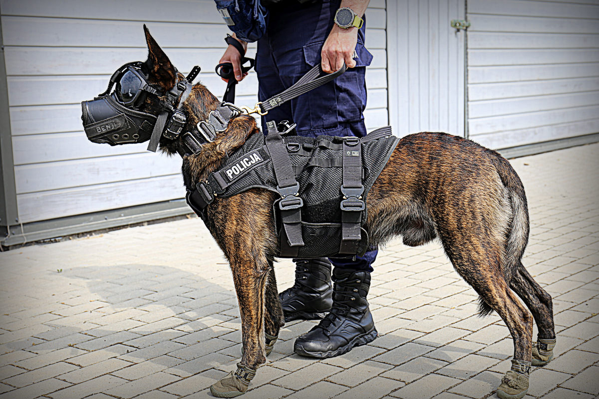 Kolejne szkolenie naszych psów służbowych